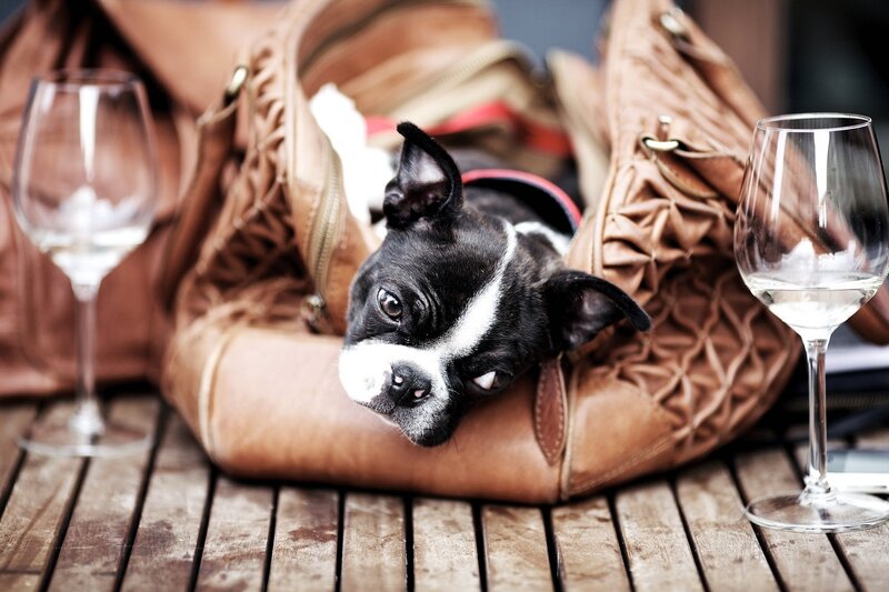 Boston Terrier Puppy — Brown, Calm, Photograph, Wine Glass