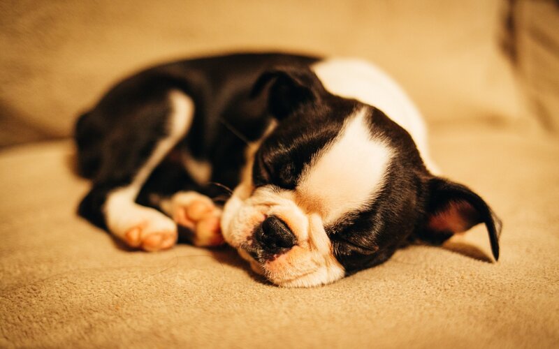 Boston Terrier Puppy — Brown, Peaceful