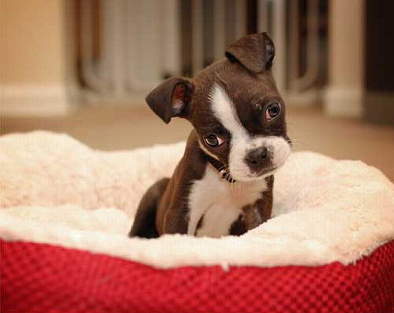Boston Terrier Puppy — Brown
