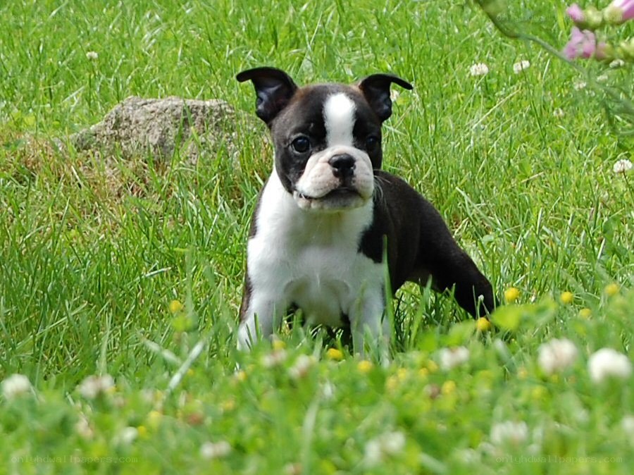 Boston Terrier puppy in grass