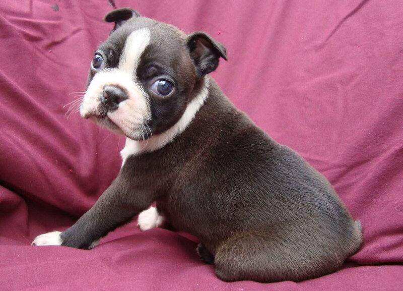 Boston Terrier puppy