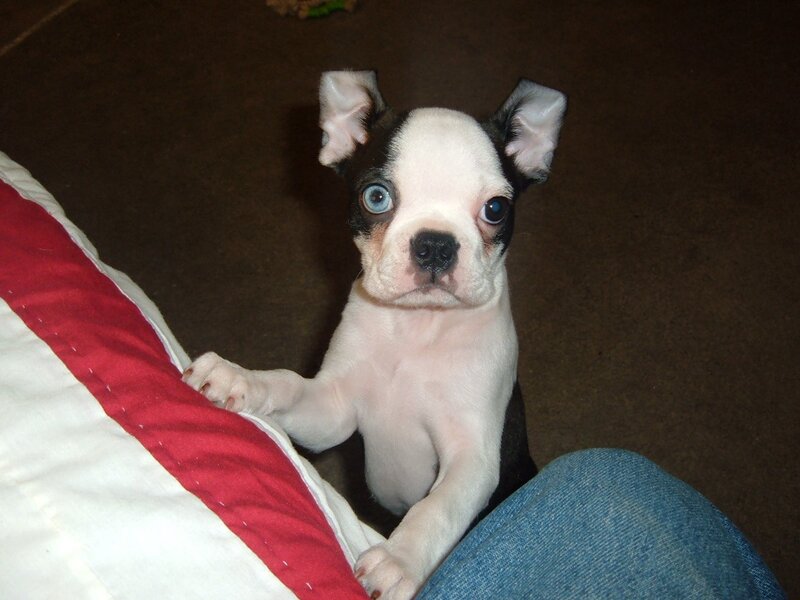 Boston Terrier Puppy — White, Curious