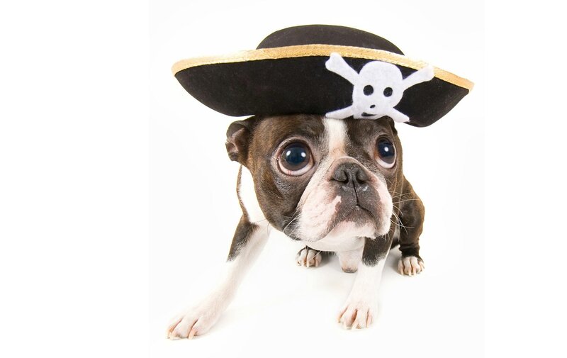 Boston Terrier Puppy — White, Playful