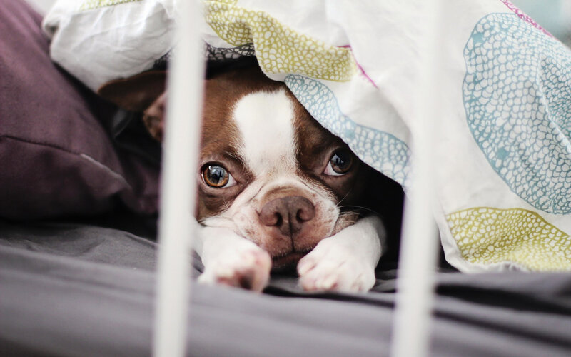 Boston Terrier Puppy — White