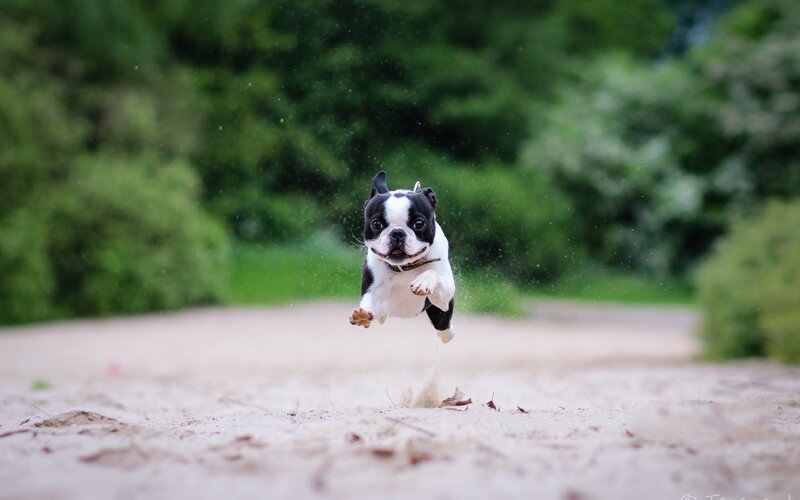 Boston Terrier Running