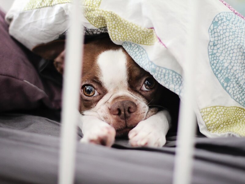 Boston Terrier under Blanket