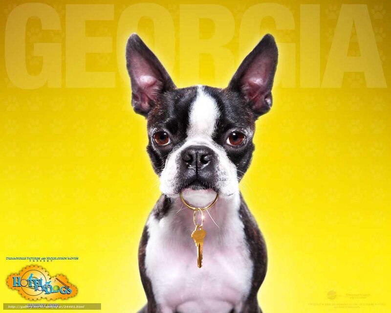 Boston Terrier with Key