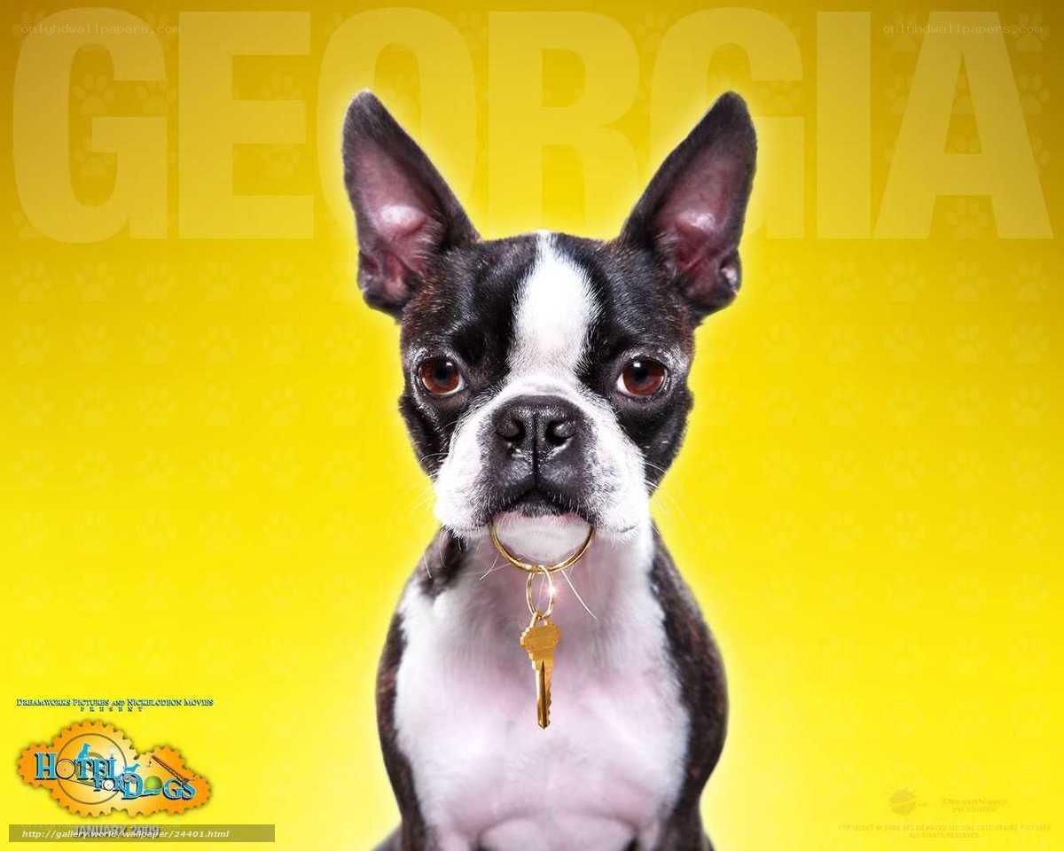 Boston Terrier with Key