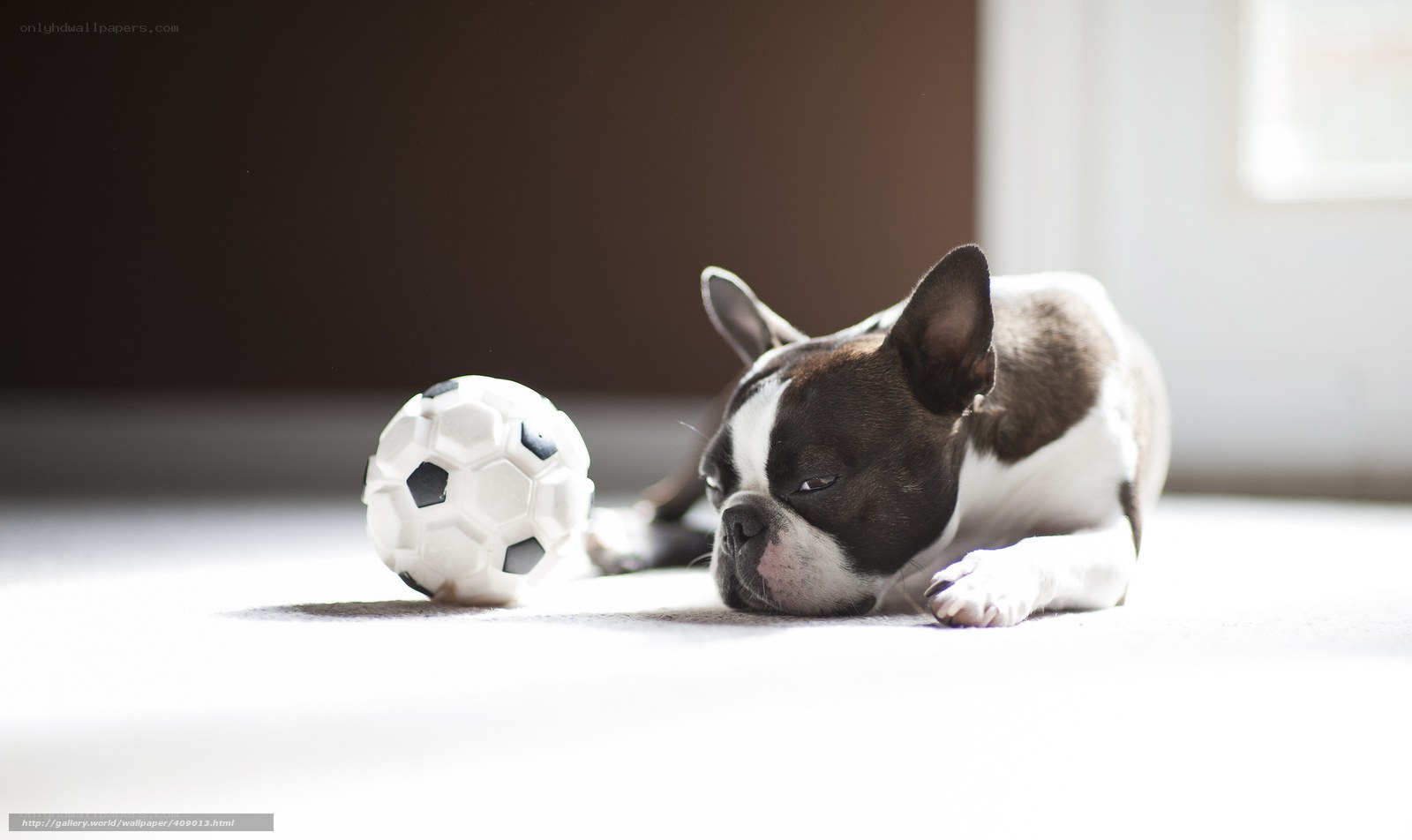 Boston Terrier with Soccer Ball