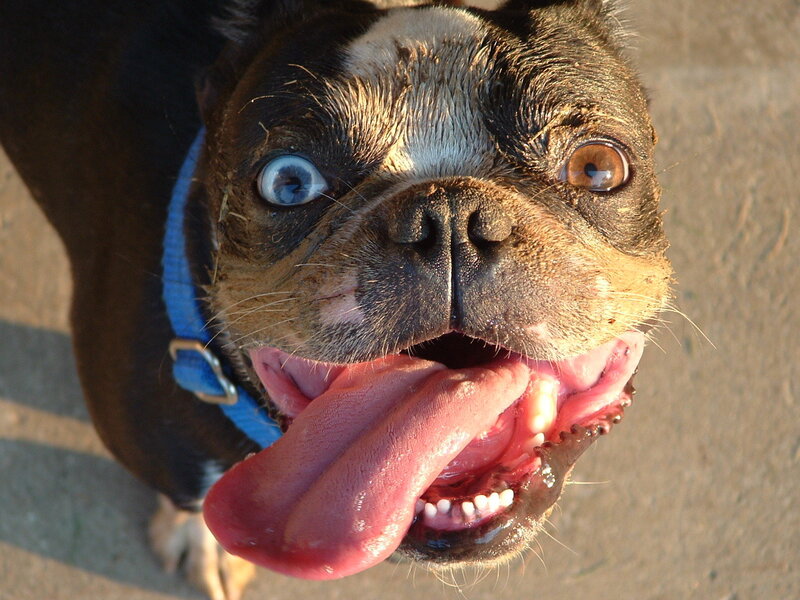 Boston Terrier with tongue out