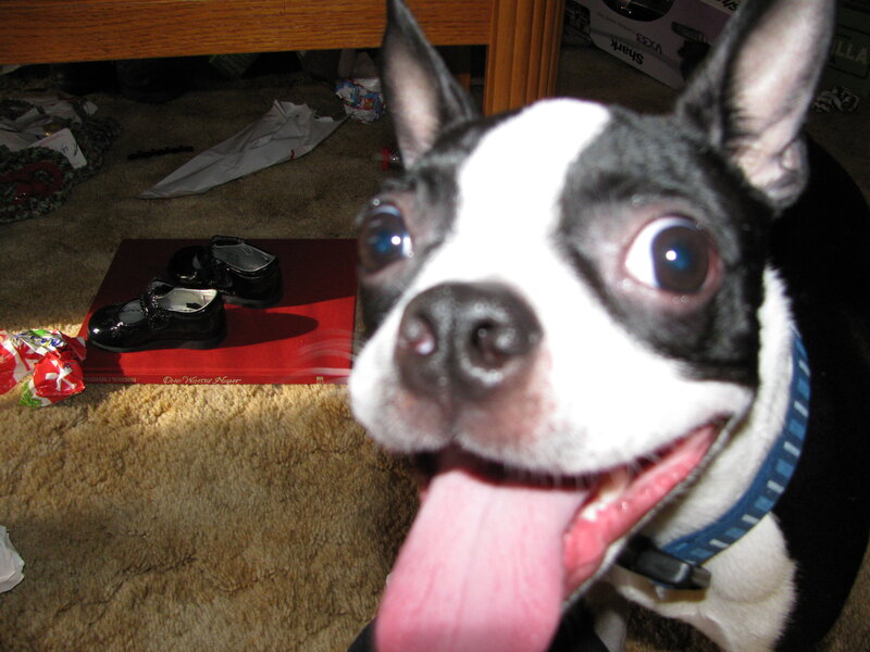 Boston Terrier with tongue out