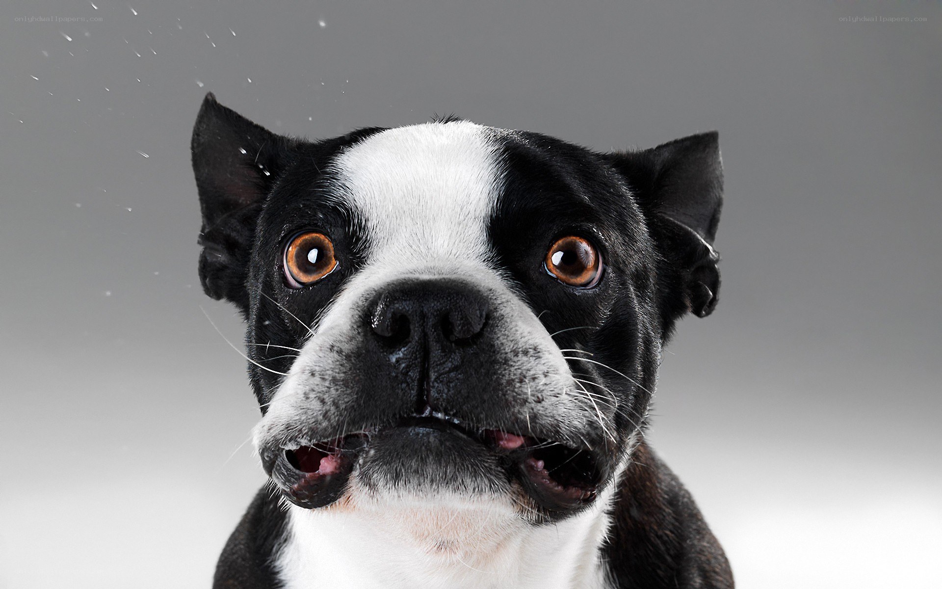 Boston Terrier with water droplets