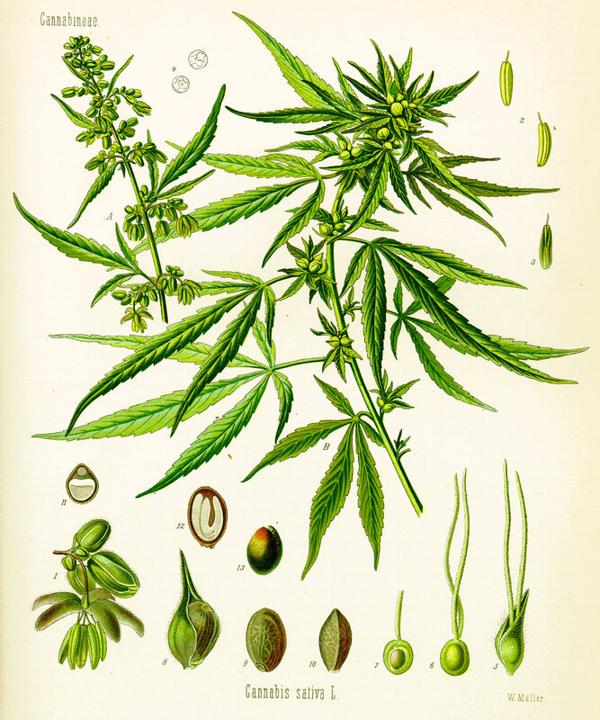 Botanical illustration of cannabis