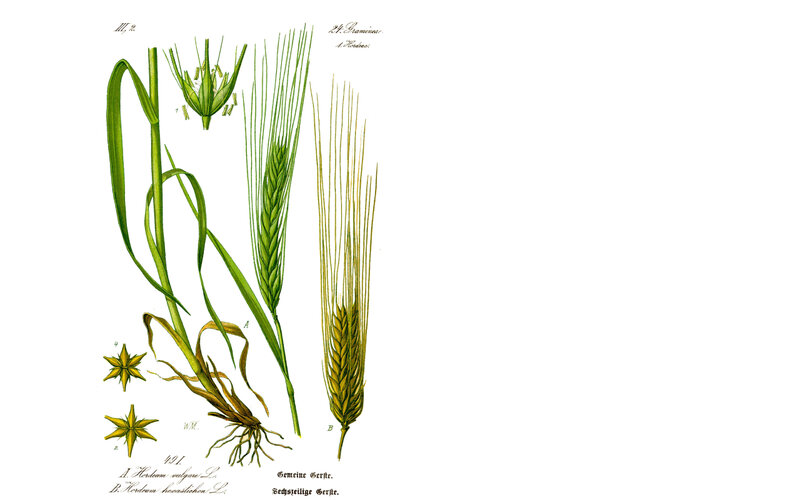 Botanical illustration of wheat