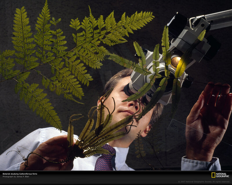 Botanist studying ferns