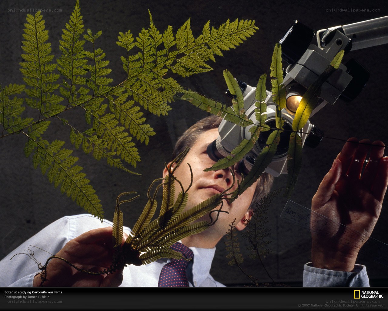 Botanist studying ferns
