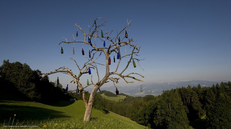 Bottle tree in a green valley