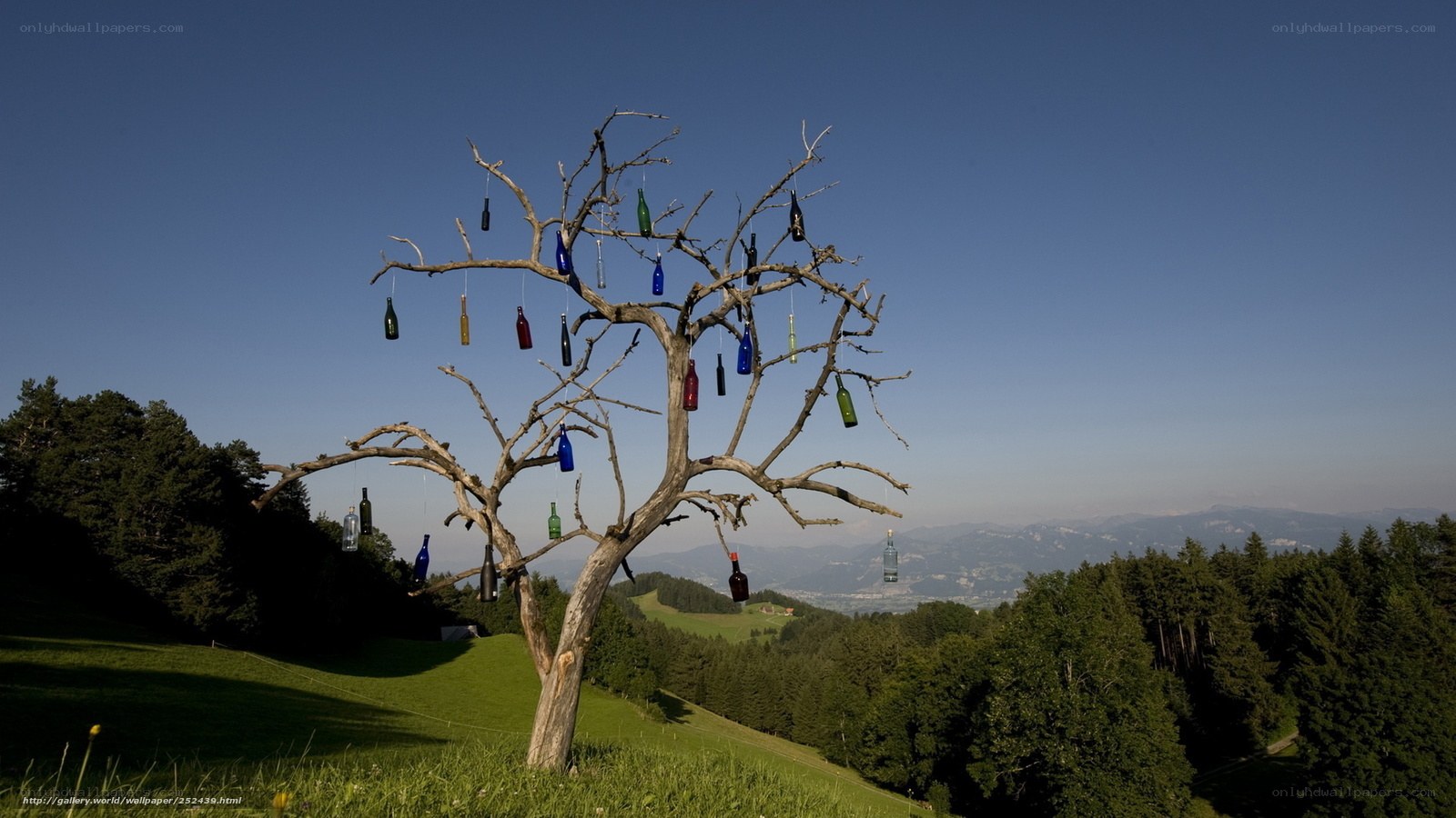 Bottle tree in a green valley