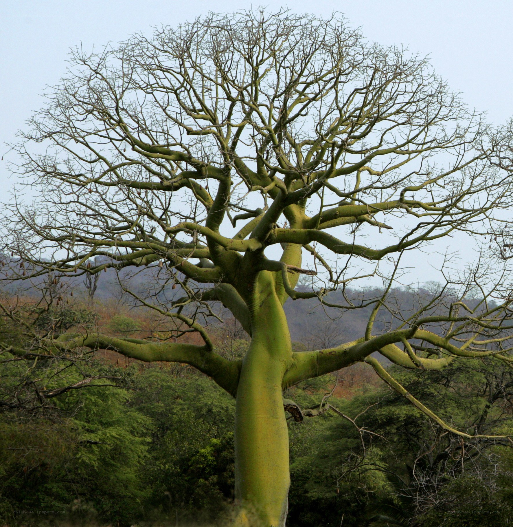 Bottle tree in dry season