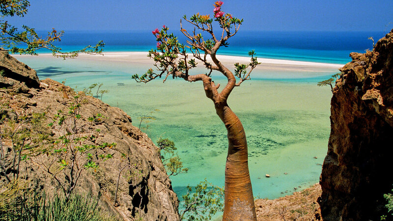 Bottle Tree on Cliff