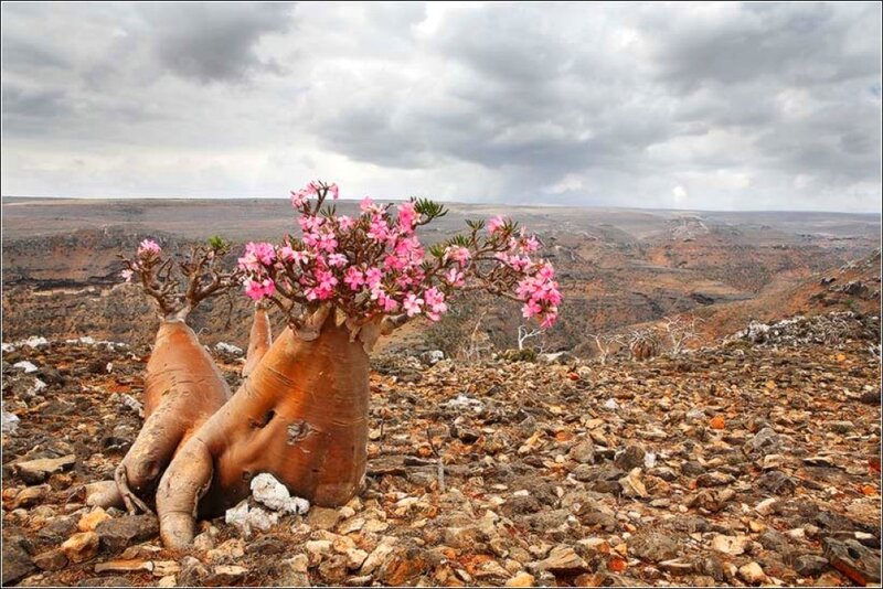 Bottle Tree with Pink Flowers — Brown