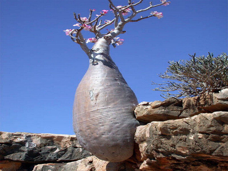 Bottle tree with pink flowers