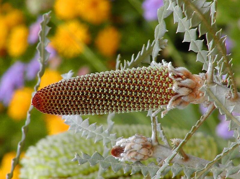 Bottlebrush Flower Bud