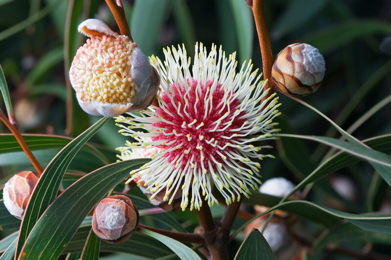 Bottlebrush Flower