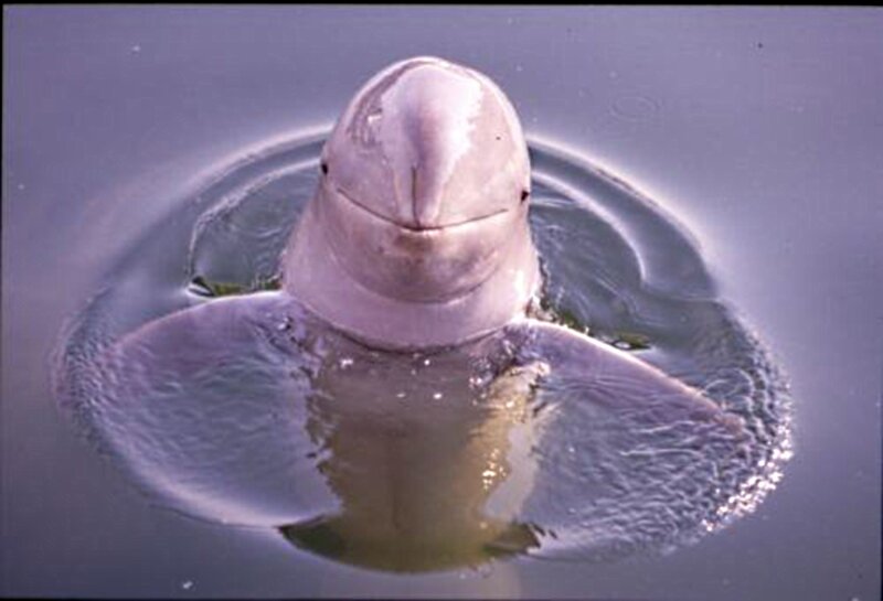 Bottlenose Dolphin