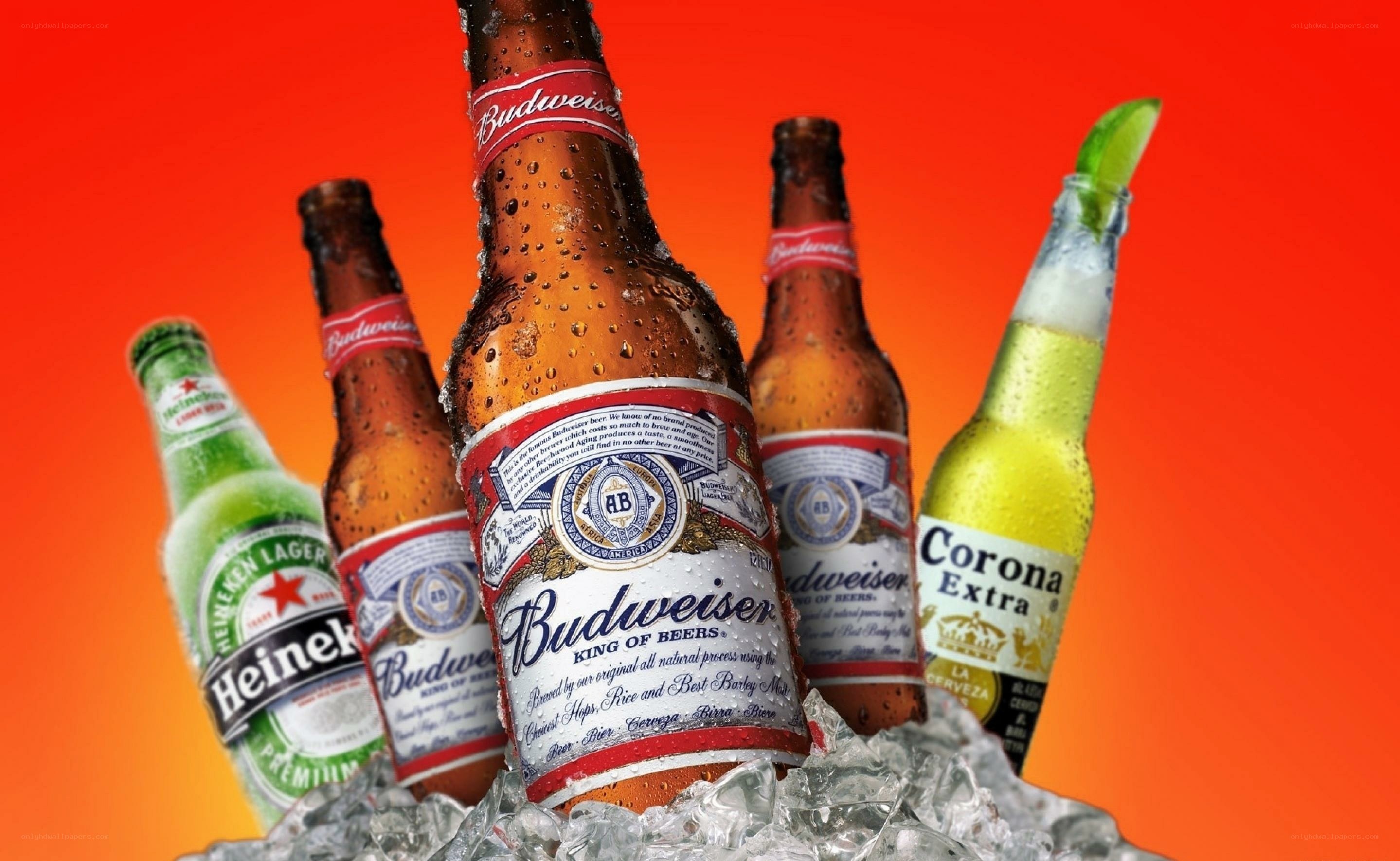 Bottles of beer in ice