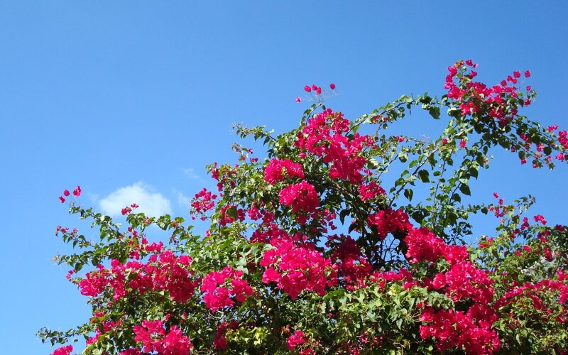 Bougainvillea against blue sky