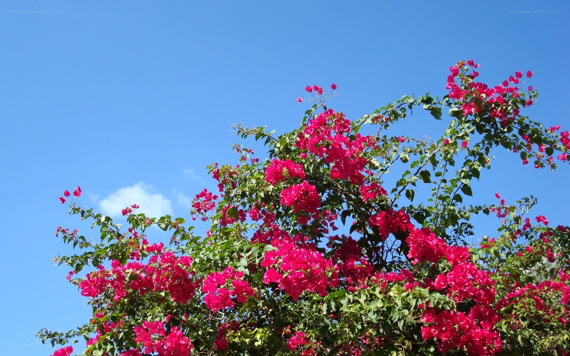 Bougainvillea against blue sky