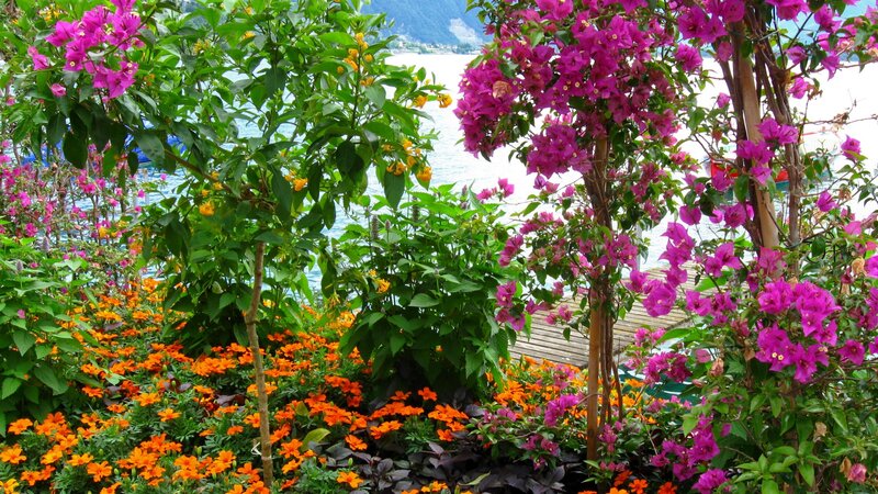 Bougainvillea and Marigold Flowers — Purple