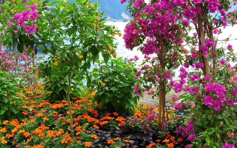 Bougainvillea and Marigold Flowers
