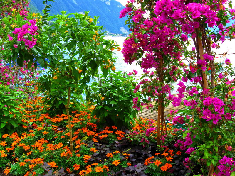 Bougainvillea and Marigolds