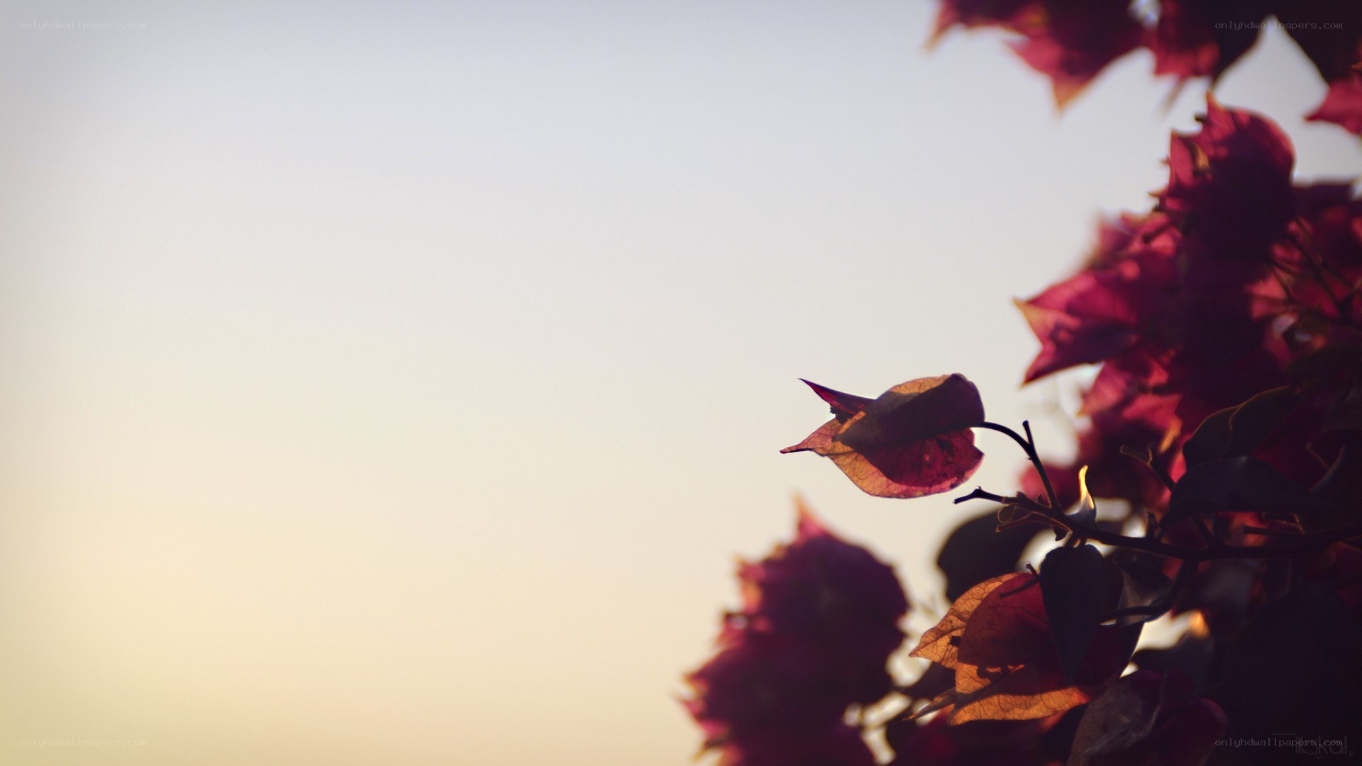 Bougainvillea at sunset