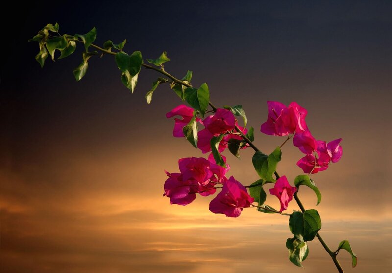 Bougainvillea at sunset