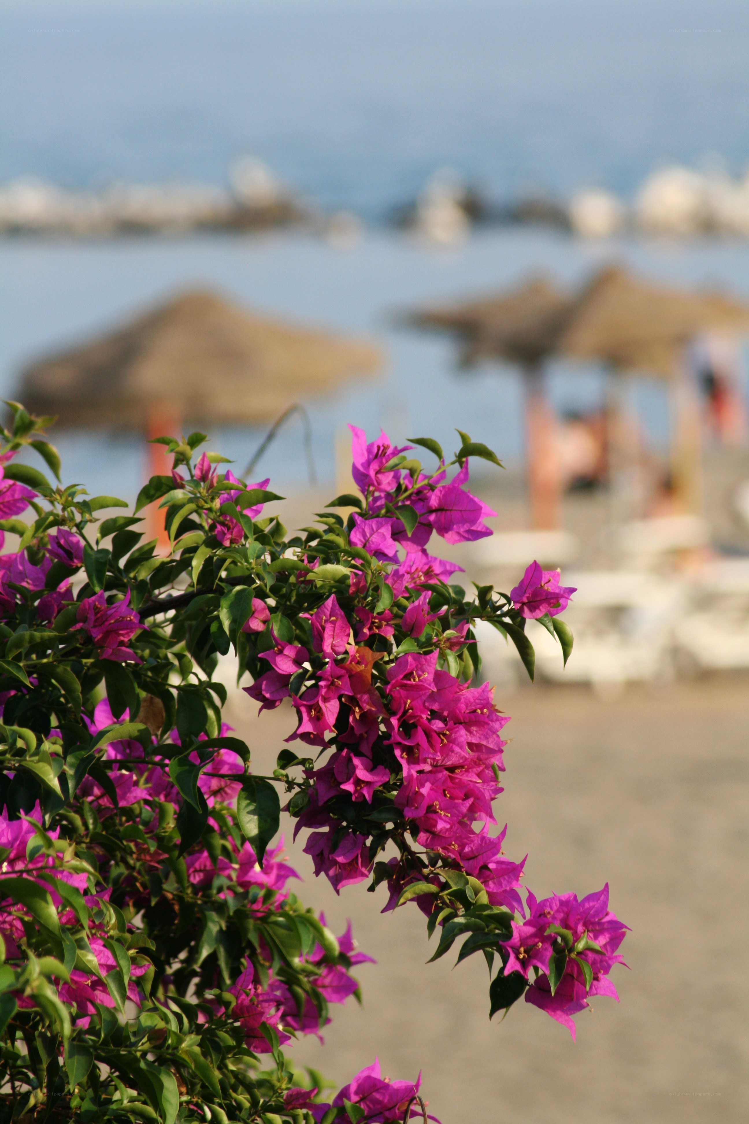 Bougainvillea at the beach