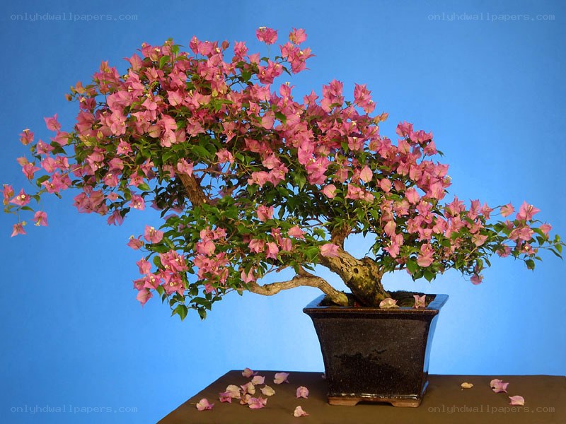 Bougainvillea bonsai in bloom
