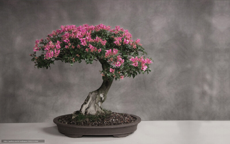 Bougainvillea bonsai in bloom