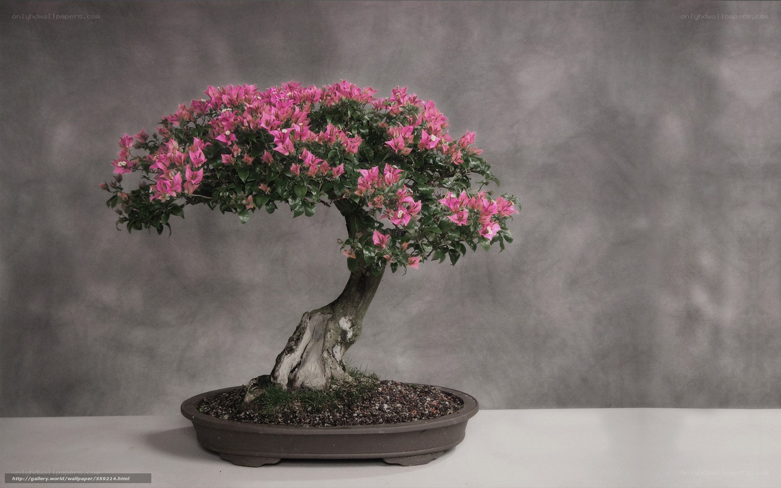 Bougainvillea bonsai in bloom