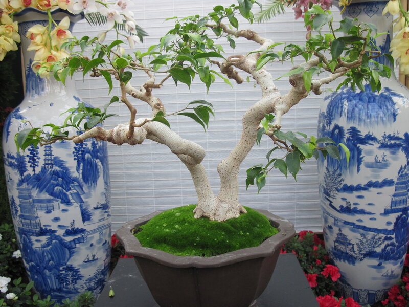 Bougainvillea Bonsai Tree — Green