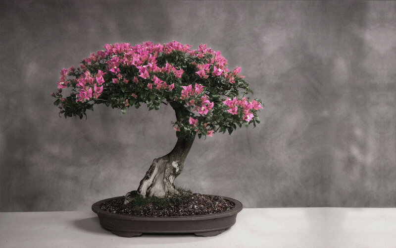 Bougainvillea Bonsai Tree — Pink