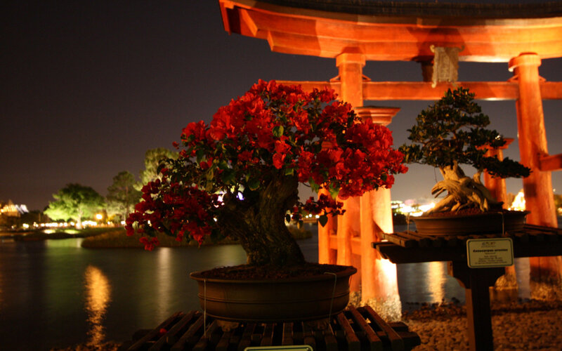 Bougainvillea Bonsai Tree — Red