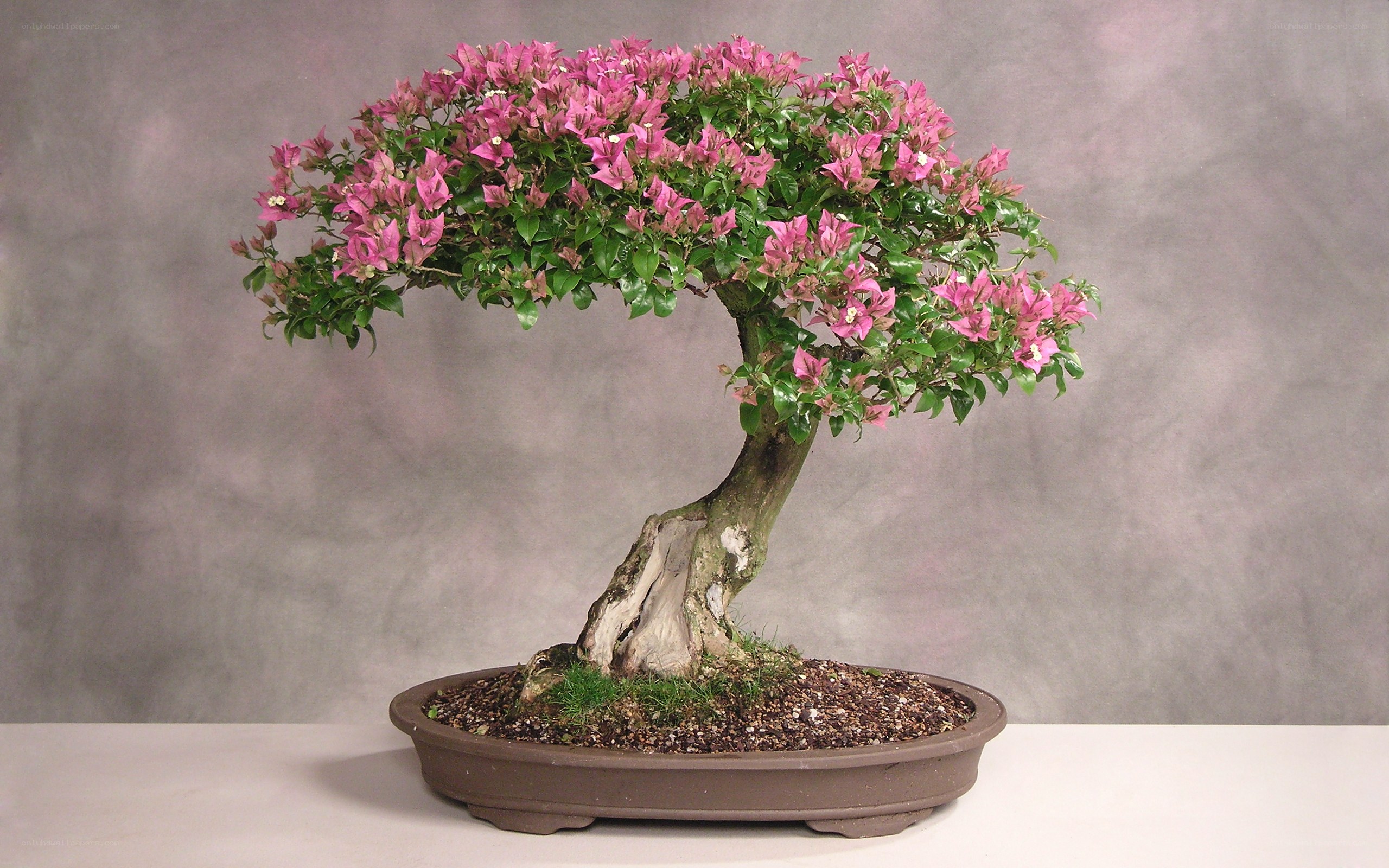 Bougainvillea bonsai tree