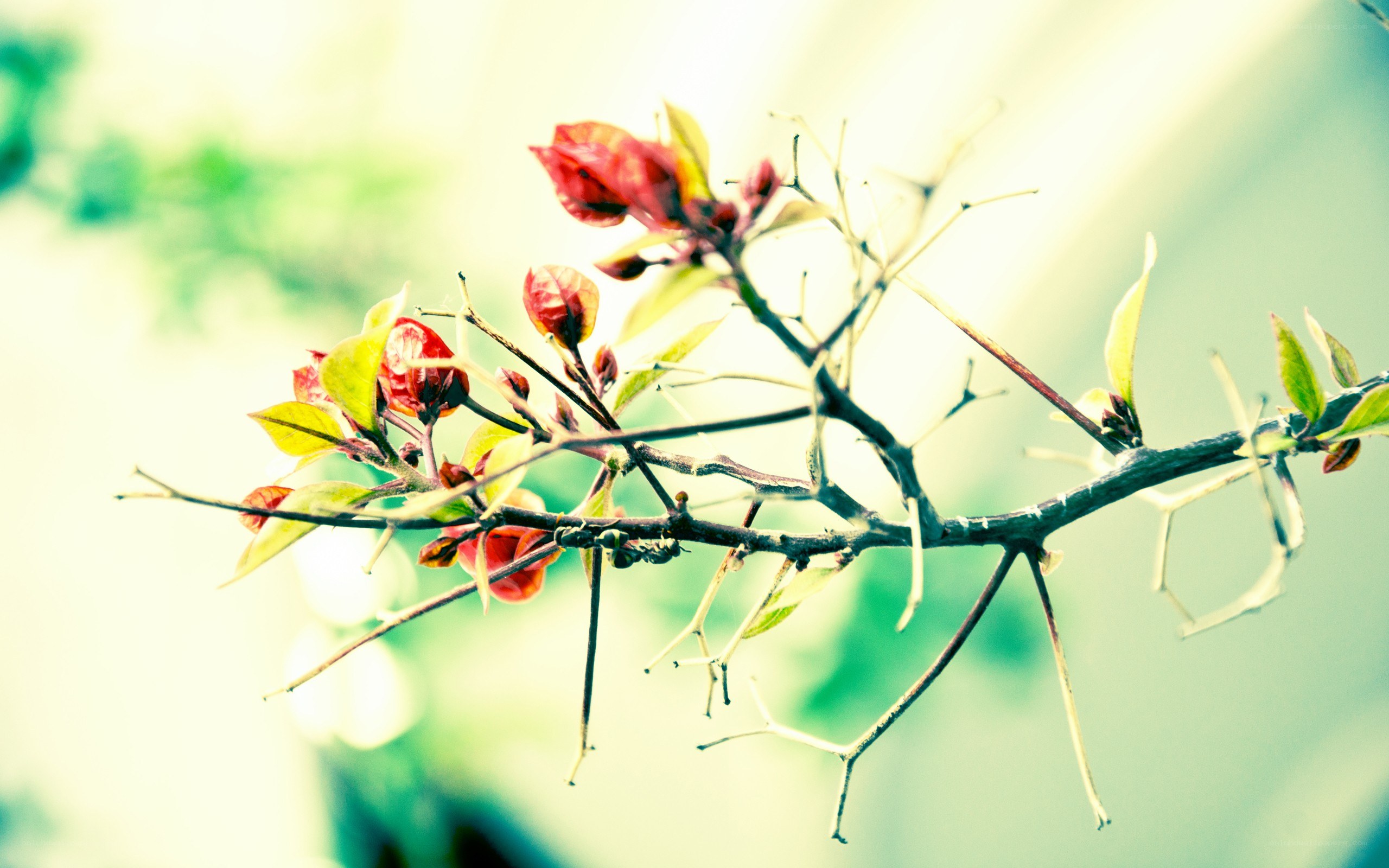 Bougainvillea branch in sunlight