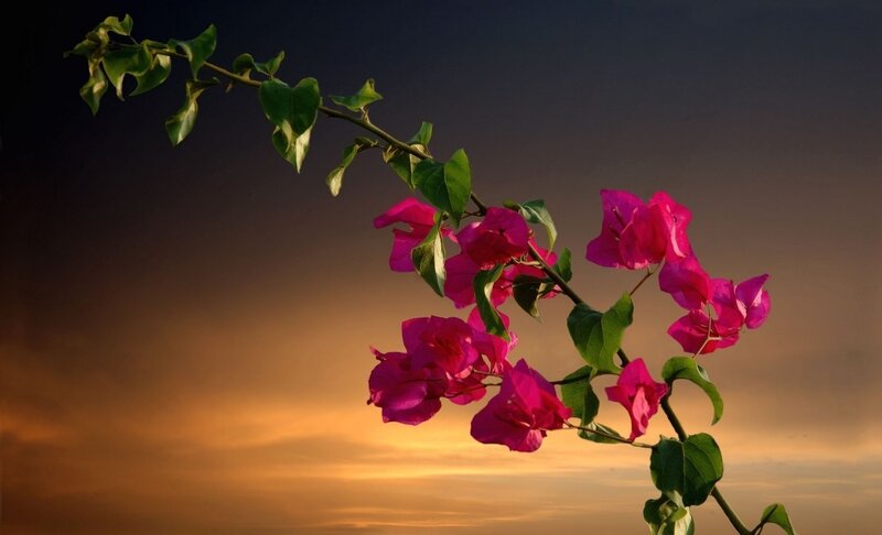 Bougainvillea Branch — Pink