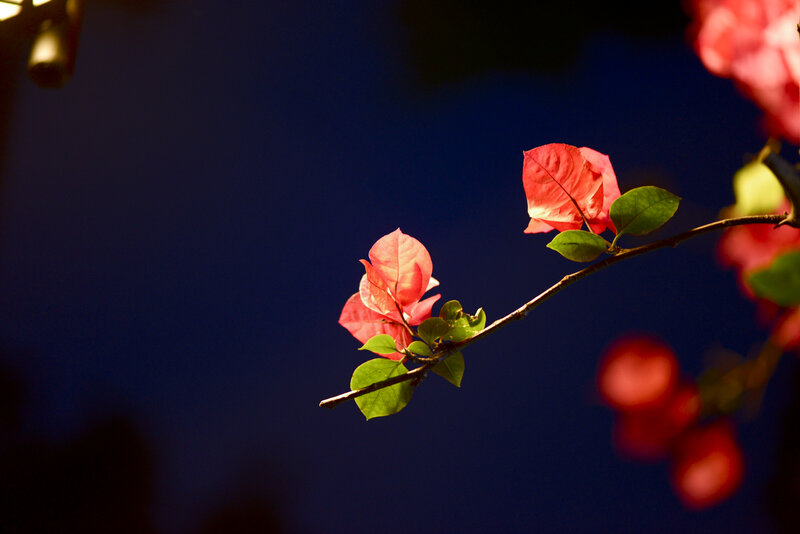 Bougainvillea Branch — Red, Dramatic