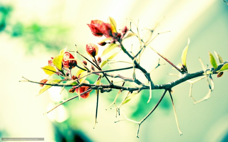 Bougainvillea Branch — Red