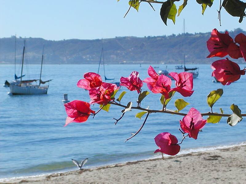 Bougainvillea Branch